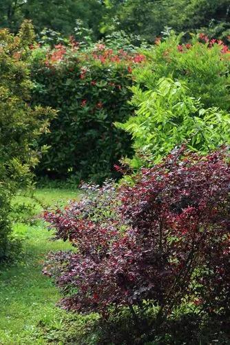 Loropetalum Chinense
