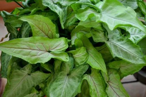 Goosefoot (Arrowhead) plant