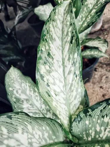 Dieffenbachia Memoria Corsi