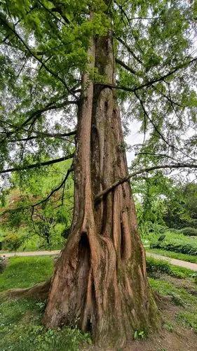 Dawn Redwood