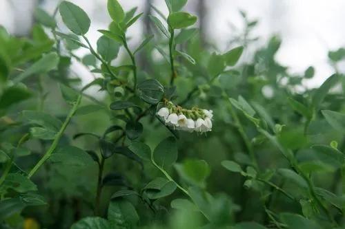 Blueberry Bush