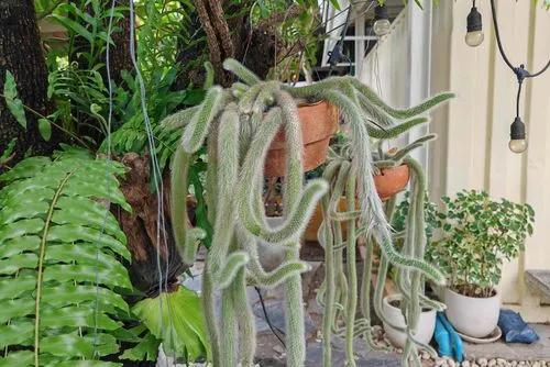 Rat Tail Cactus