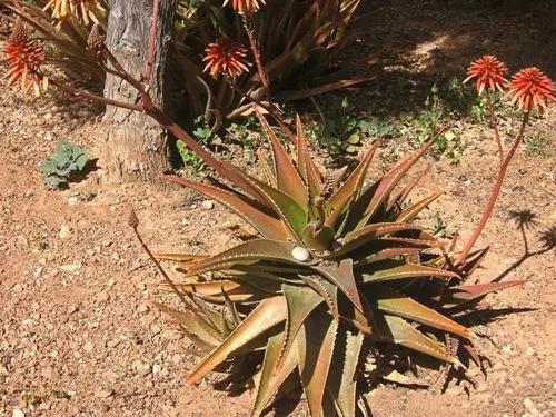 Rote Aloe