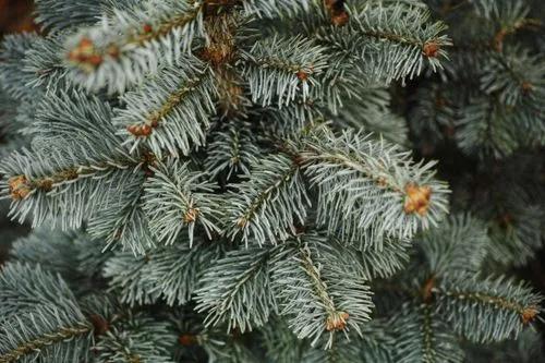 White Fir