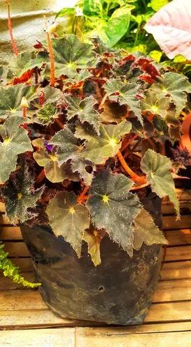 Begonia Royal Velour