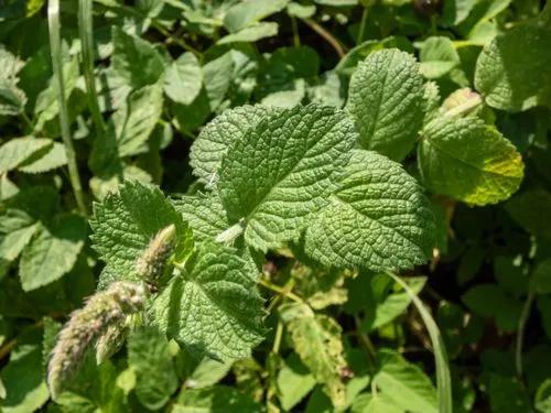 Peppermint