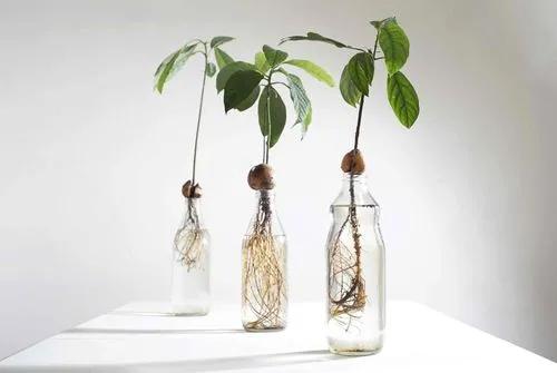 The Ultimate Guide to Propagating Houseplants