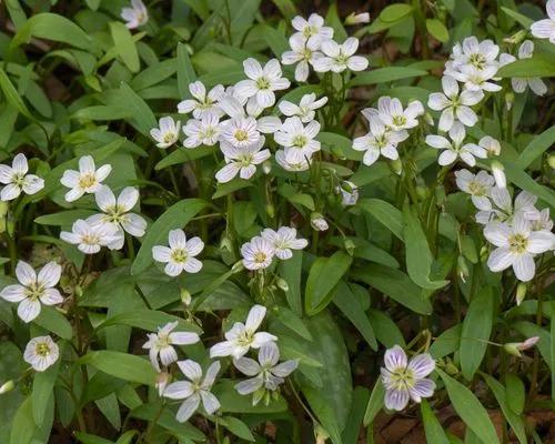 Claytonia Virginica
