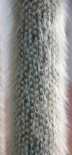 Peruvian old-man cactus