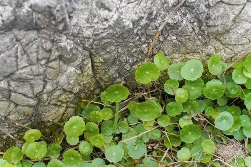 Hydrocotyle vulgaris