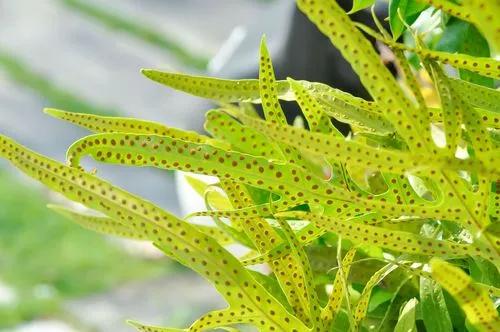 Monarch Fern