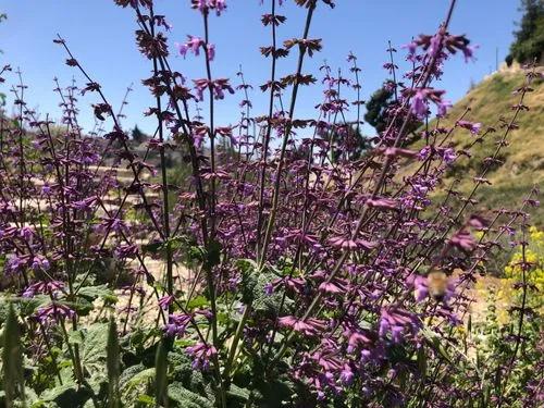 Salvia “wendy’s Wish” Sage