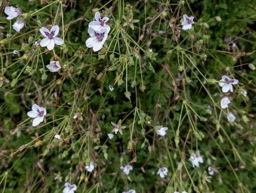 Storksbill 'natasha'