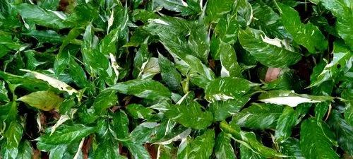 Spathiphyllum Hybrid