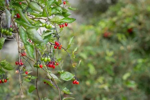Climbing Nightshade