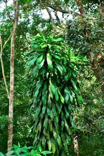 Duftender Drachenbaum