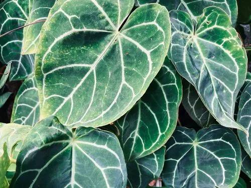 Anthurium Clarinervium