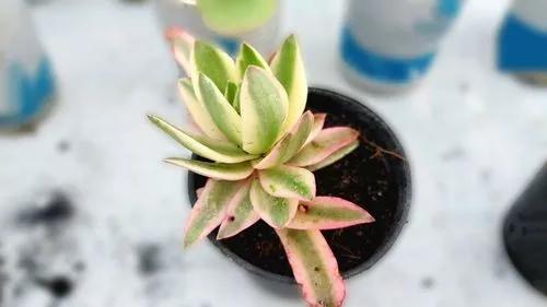 Crassula Capitella - Lagerfeuer-Crassula