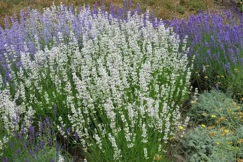 White Lavender