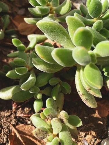 Crassula Rogersii