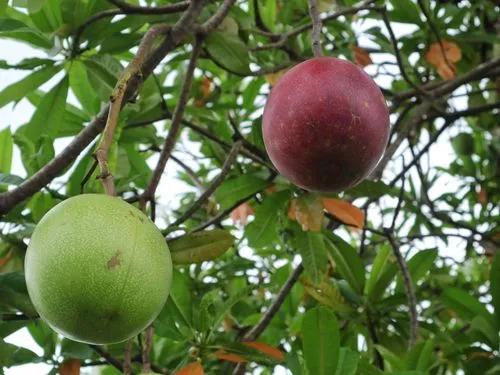 Meeres-Mango