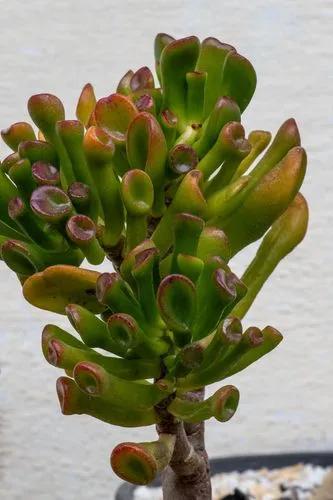 Crassula ovata 'Gollum'