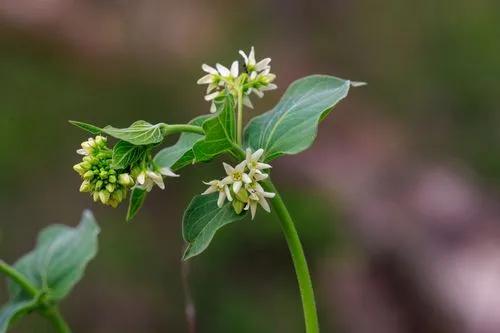 White Swallow-wort