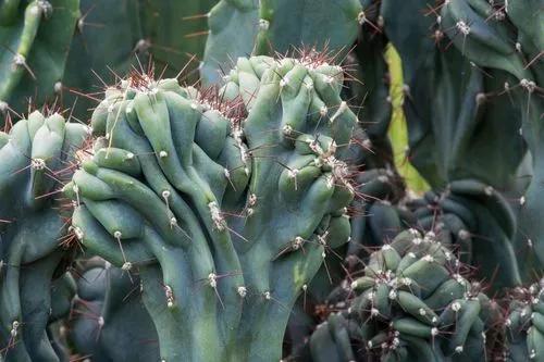 Cereus Monstrose