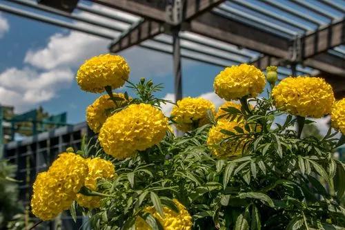 Southern Marigold