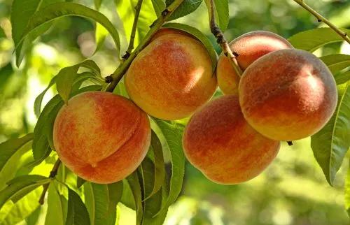 Peach
