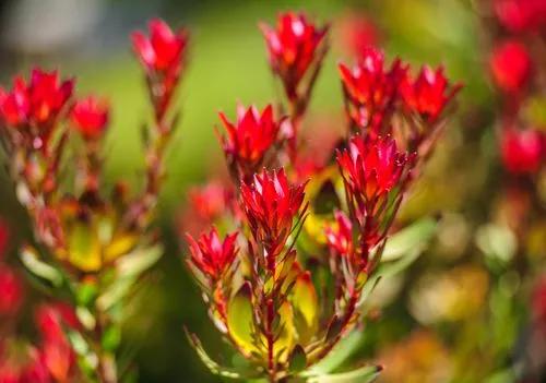 Common Sunshine Conebush