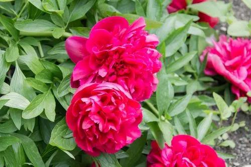 Common Peony