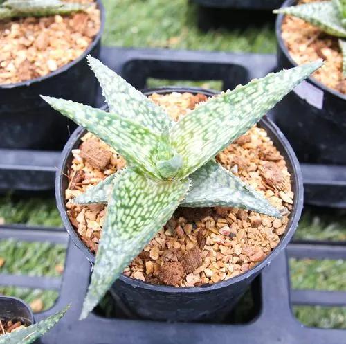Aloe White Fox