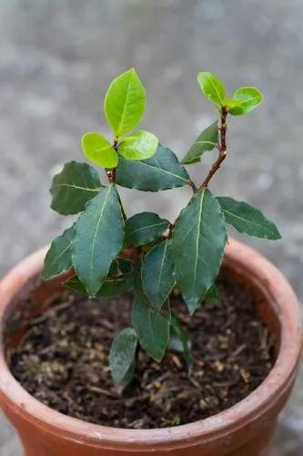 Bay Laurel