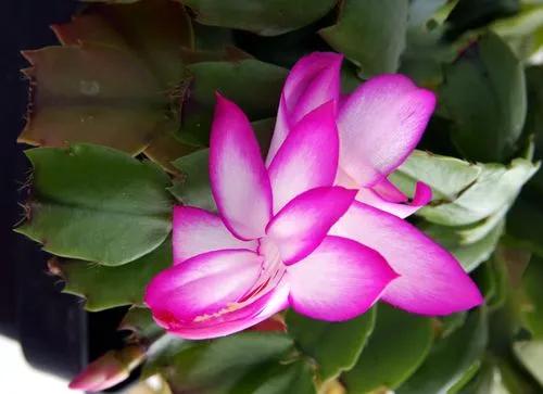 Christmas Cactus 'nicole'