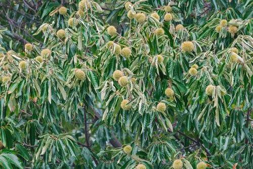 American chestnut