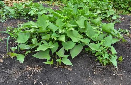 Sweet Potato