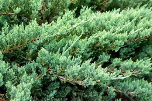 Creeping Juniper