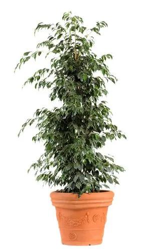 Ficus Danielle