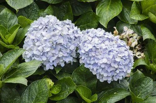 Endless Summer Hydrangea