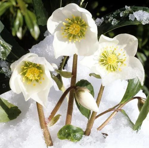 Christmas Rose