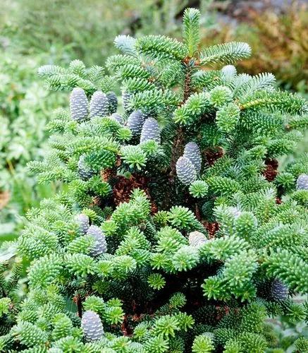 Korean Fir