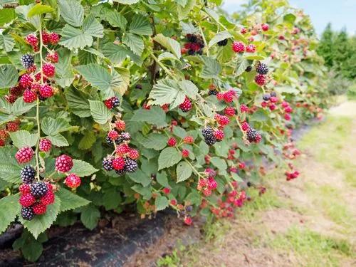 European Dewberry