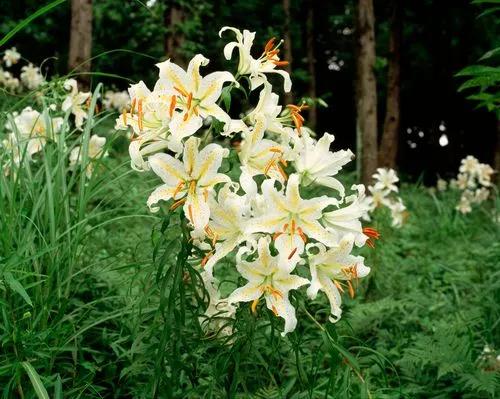 Asiatic Lily