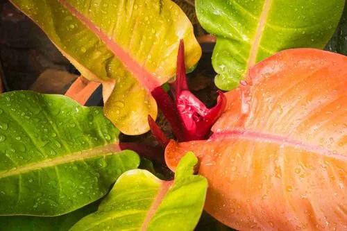 Philodendron Rouge Soleil