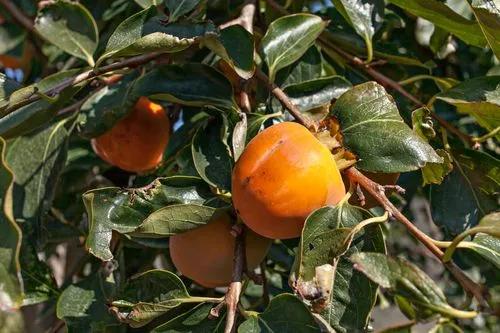 American Persimmon