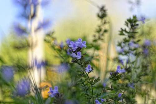 Lesser Calamint