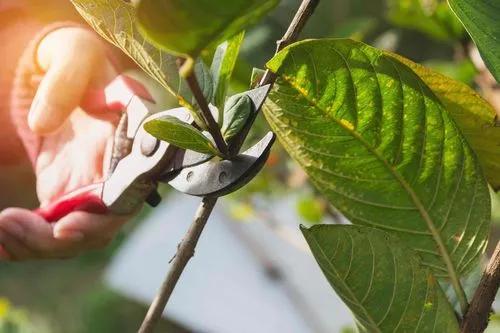 The Ultimate Guide to Pruning Your Plants