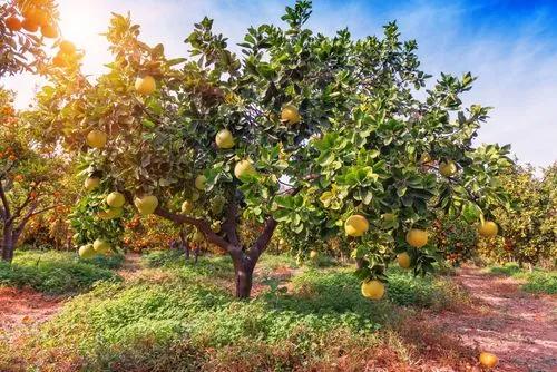 Pomelo Tree