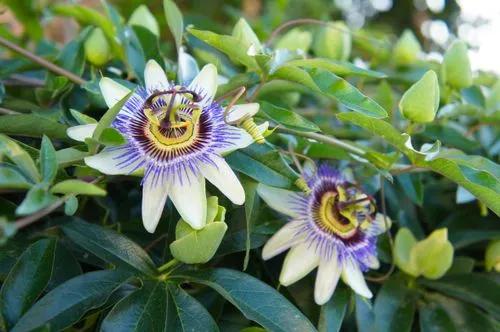 Maypop Purple Passion Flower